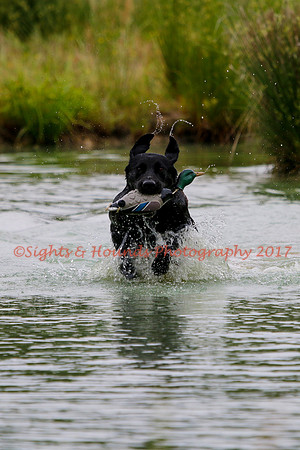 SUPER RETRIEVER SERIES MAY 2018