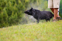 SUPER RETRIEVER SERIES MAY 2018