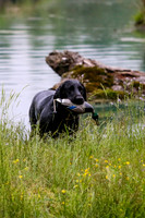 SUPER RETRIEVER SERIES MAY 2018