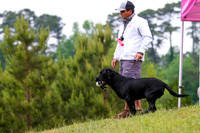 SUPER RETRIEVER SERIES MAY 2018