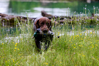 SUPER RETRIEVER SERIES MAY 2018