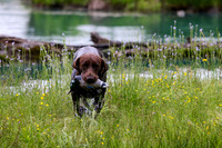 SUPER RETRIEVER SERIES MAY 2018