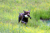 SUPER RETRIEVER SERIES MAY 2018