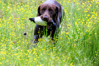SUPER RETRIEVER SERIES MAY 2018