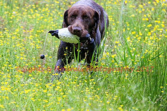 SUPER RETRIEVER SERIES MAY 2018