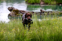 SUPER RETRIEVER SERIES MAY 2018