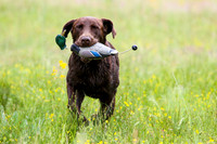 SUPER RETRIEVER SERIES MAY 2018