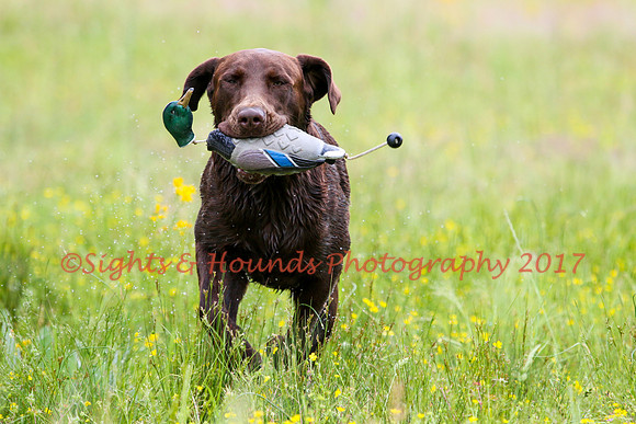 SUPER RETRIEVER SERIES MAY 2018