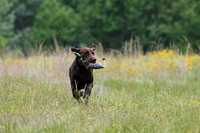 SUPER RETRIEVER SERIES MAY 2018