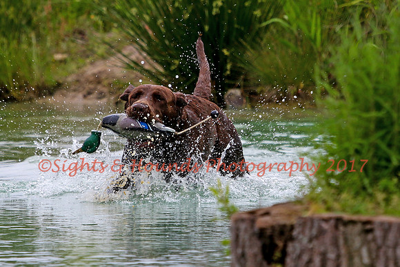 SUPER RETRIEVER SERIES MAY 2018