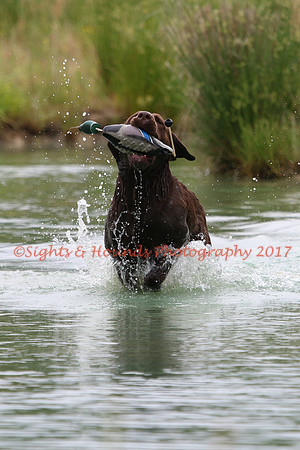 SUPER RETRIEVER SERIES MAY 2018