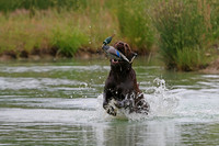 SUPER RETRIEVER SERIES MAY 2018