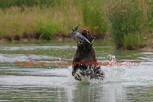 SUPER RETRIEVER SERIES MAY 2018