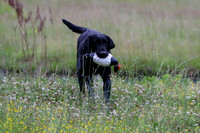 SUPER RETRIEVER SERIES MAY 2018