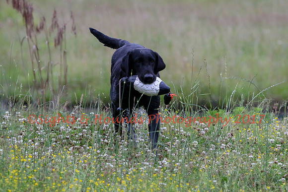 SUPER RETRIEVER SERIES MAY 2018
