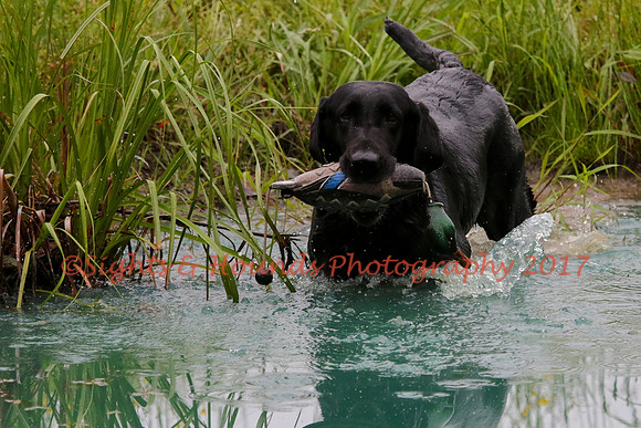 SUPER RETRIEVER SERIES MAY 2018