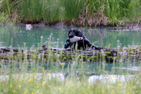SUPER RETRIEVER SERIES MAY 2018