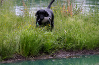 SUPER RETRIEVER SERIES MAY 2018