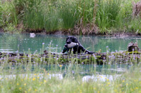SUPER RETRIEVER SERIES MAY 2018