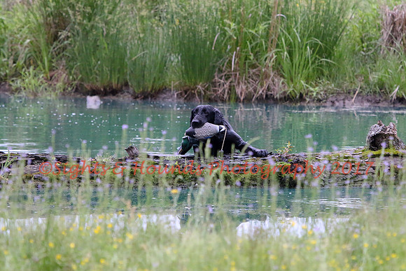 SUPER RETRIEVER SERIES MAY 2018