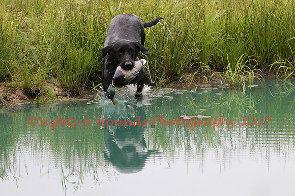 SUPER RETRIEVER SERIES MAY 2018