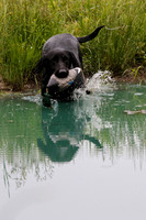 SUPER RETRIEVER SERIES MAY 2018