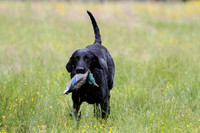 SUPER RETRIEVER SERIES MAY 2018