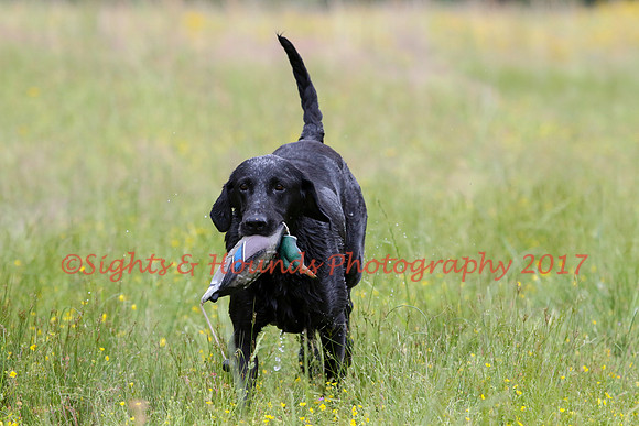 SUPER RETRIEVER SERIES MAY 2018