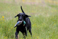 SUPER RETRIEVER SERIES MAY 2018
