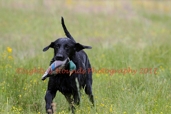 SUPER RETRIEVER SERIES MAY 2018