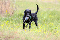 SUPER RETRIEVER SERIES MAY 2018