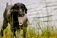 SUPER RETRIEVER SERIES MAY 2018