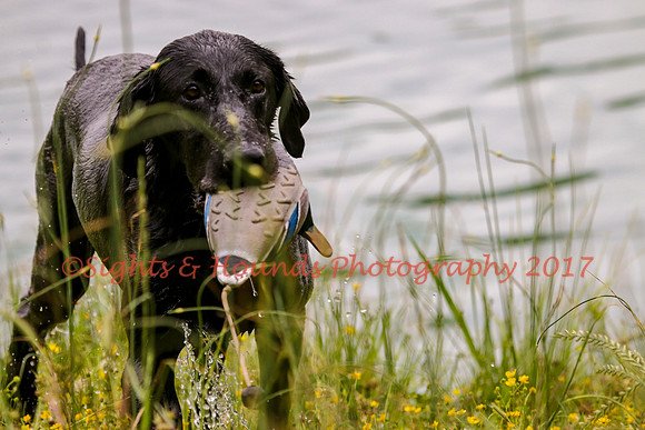 SUPER RETRIEVER SERIES MAY 2018