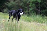 SUPER RETRIEVER SERIES MAY 2018