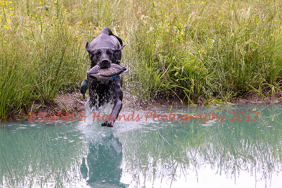 SUPER RETRIEVER SERIES MAY 2018