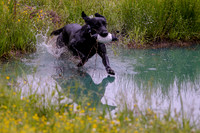 SUPER RETRIEVER SERIES MAY 2018