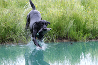 SUPER RETRIEVER SERIES MAY 2018