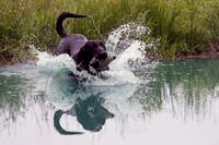 SUPER RETRIEVER SERIES MAY 2018