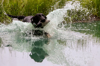 SUPER RETRIEVER SERIES MAY 2018