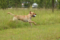 SUPER RETRIEVER SERIES MAY 2018