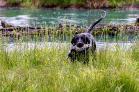 SUPER RETRIEVER SERIES MAY 2018