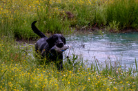 SUPER RETRIEVER SERIES MAY 2018