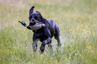 SUPER RETRIEVER SERIES MAY 2018