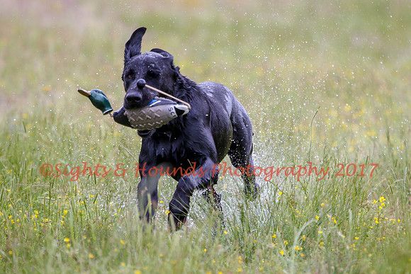 SUPER RETRIEVER SERIES MAY 2018
