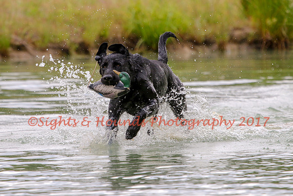 SUPER RETRIEVER SERIES MAY 2018