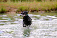 SUPER RETRIEVER SERIES MAY 2018