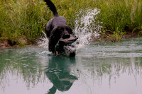 SUPER RETRIEVER SERIES MAY 2018