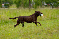 SUPER RETRIEVER SERIES MAY 2018