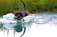 SUPER RETRIEVER SERIES MAY 2018