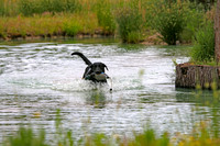 SUPER RETRIEVER SERIES MAY 2018